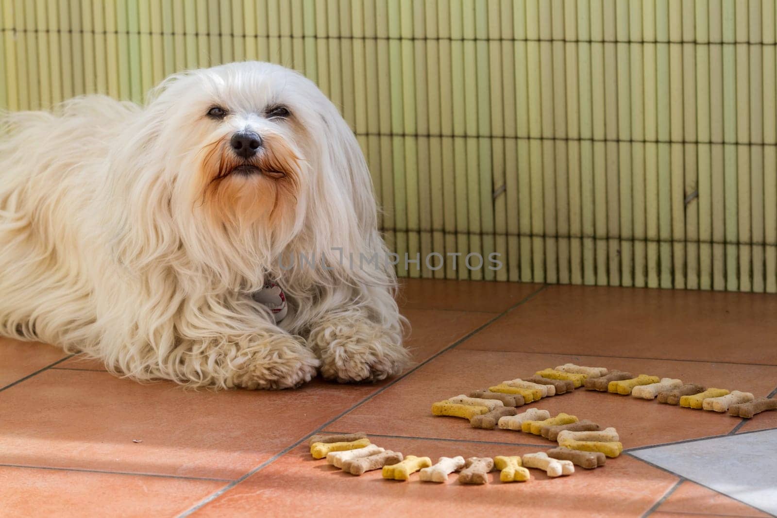 A Havanese man lies on the balcony and in front of him his age from dog bones.