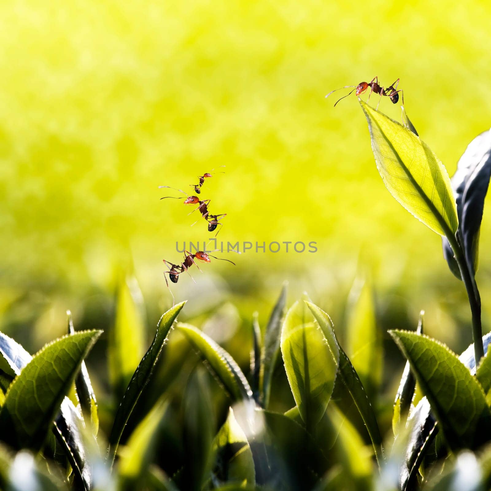 Green tea leaf with ant on it fora dv or others purpose use