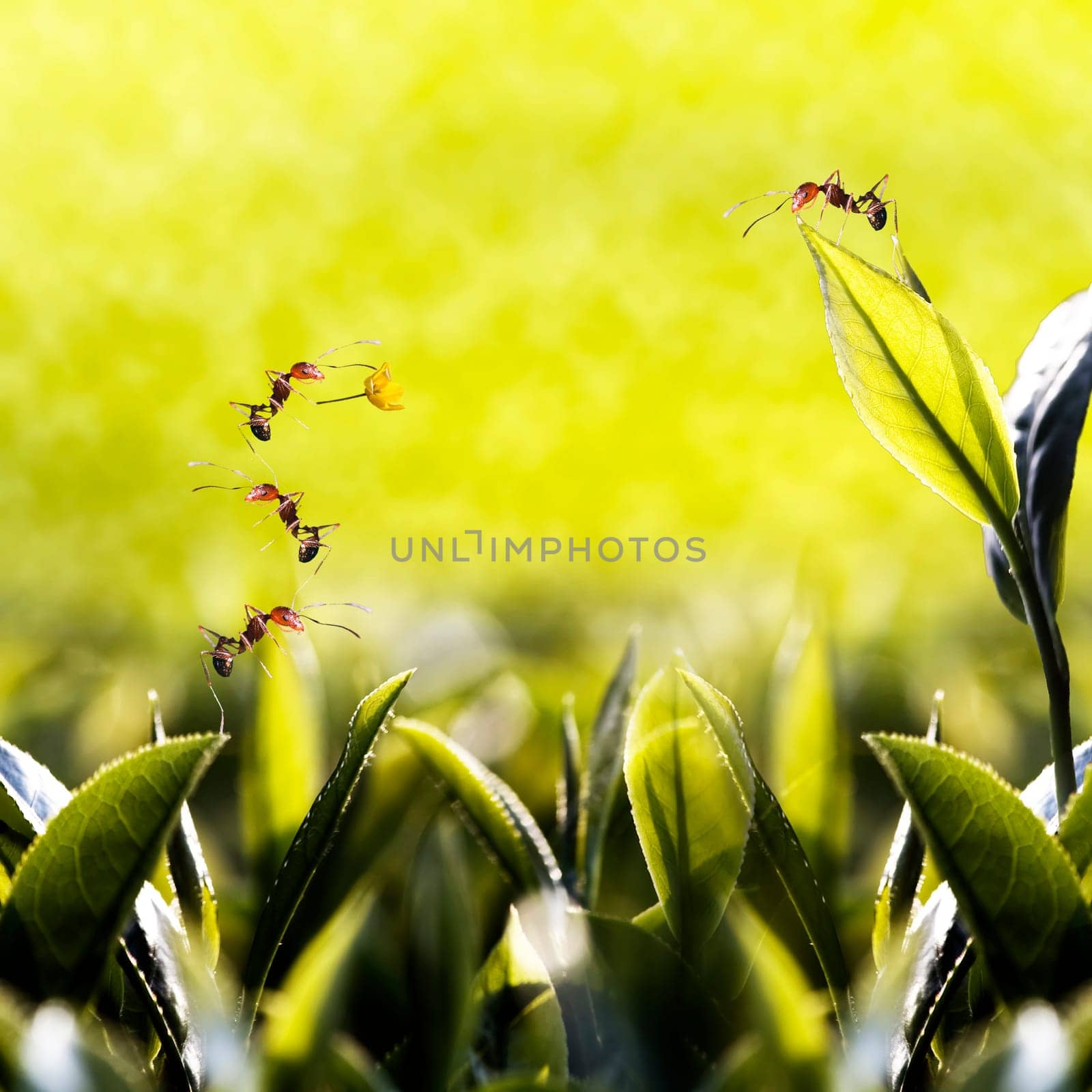 Green tea leaf with ant on it fora dv or others purpose use