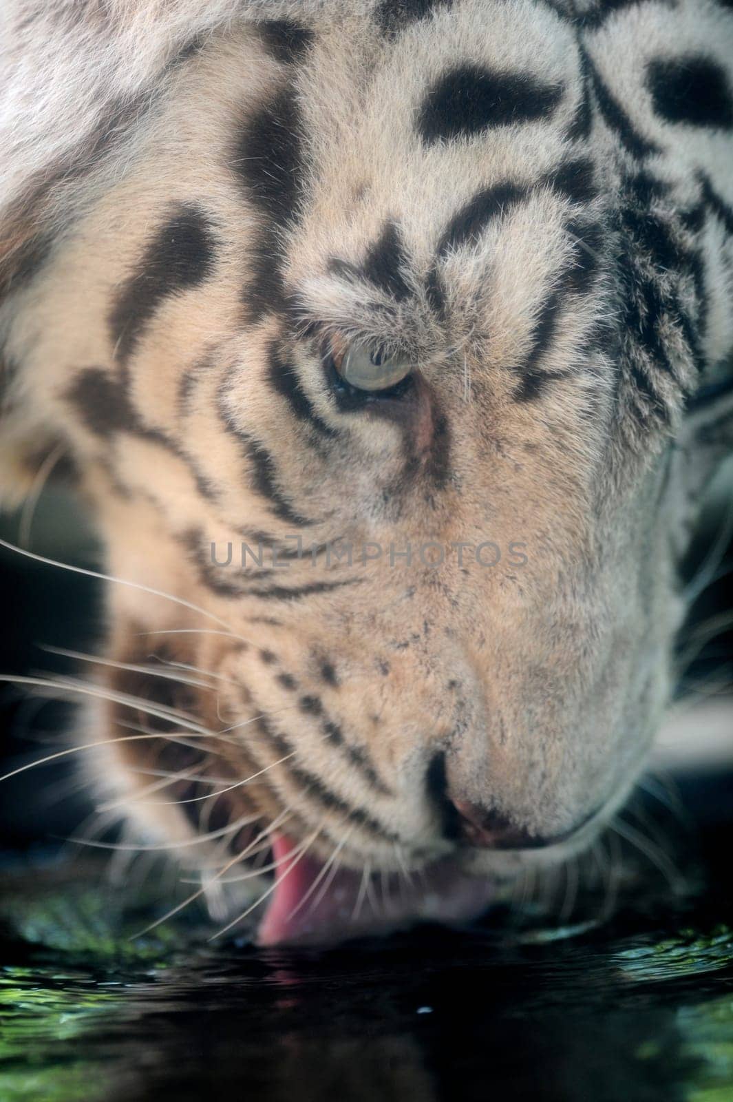 A close up shot of a white Tiger