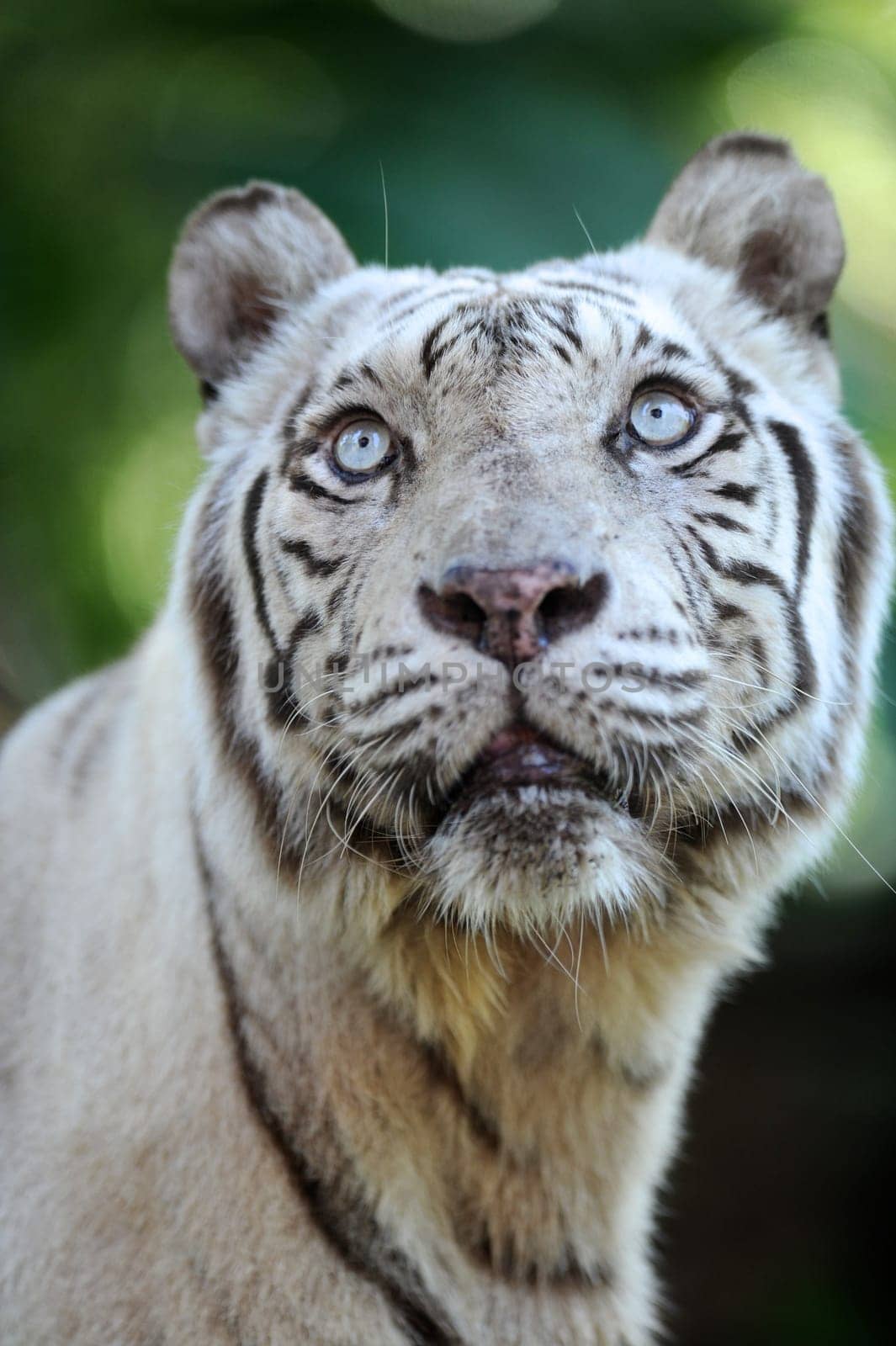 A close up shot of a white Tiger