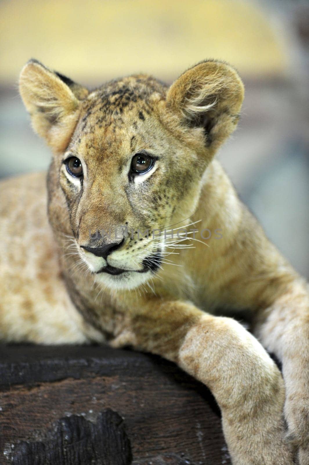 A close up shot of a Lion Cub