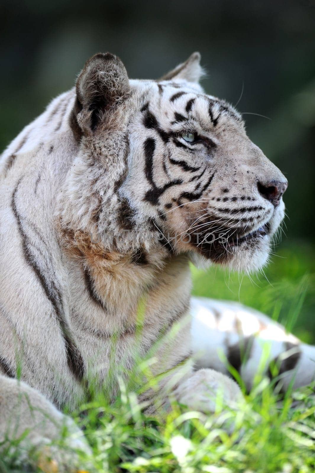 A close up shot of a white Tiger