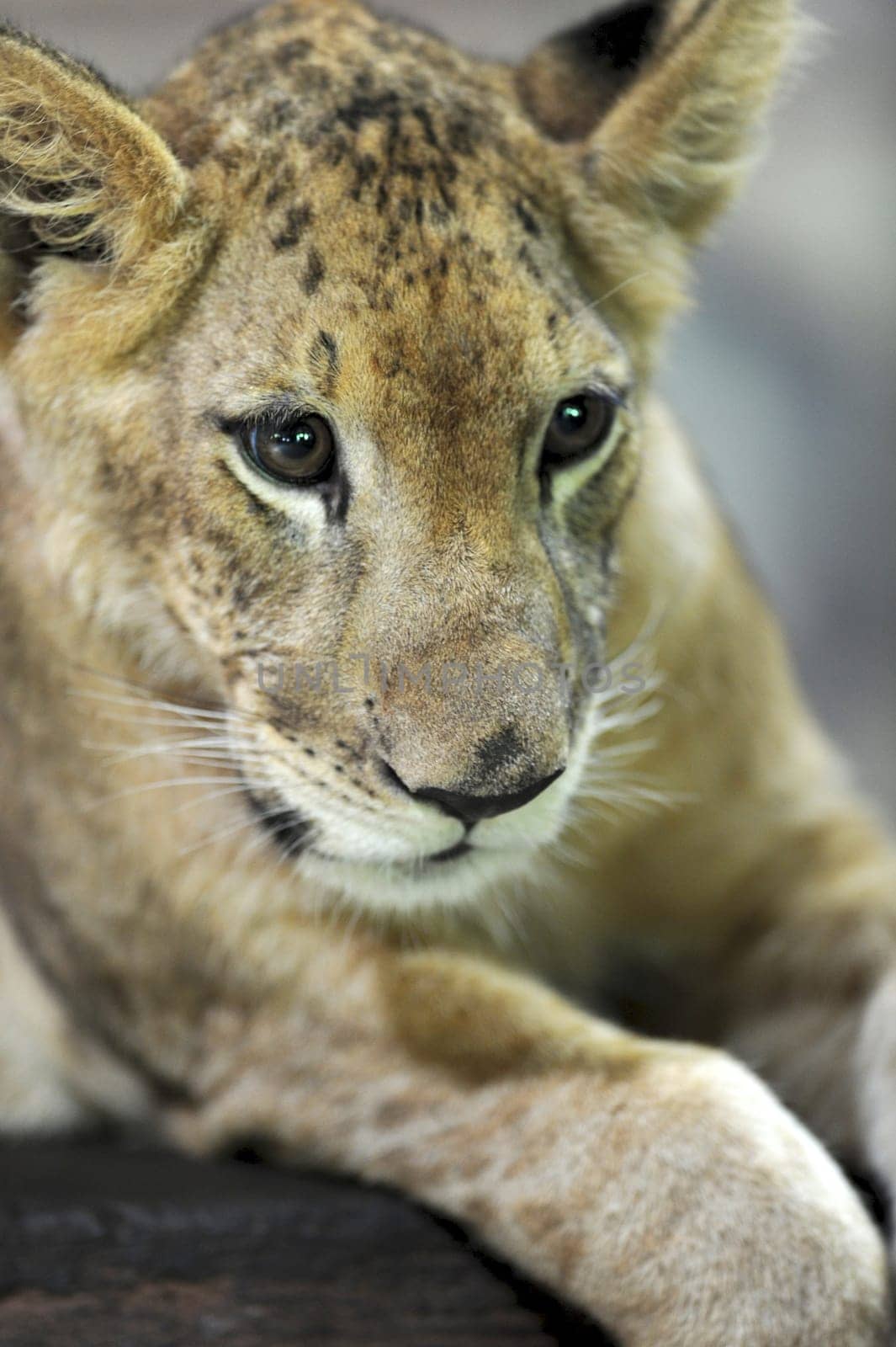 A close up shot of a Lion Cub