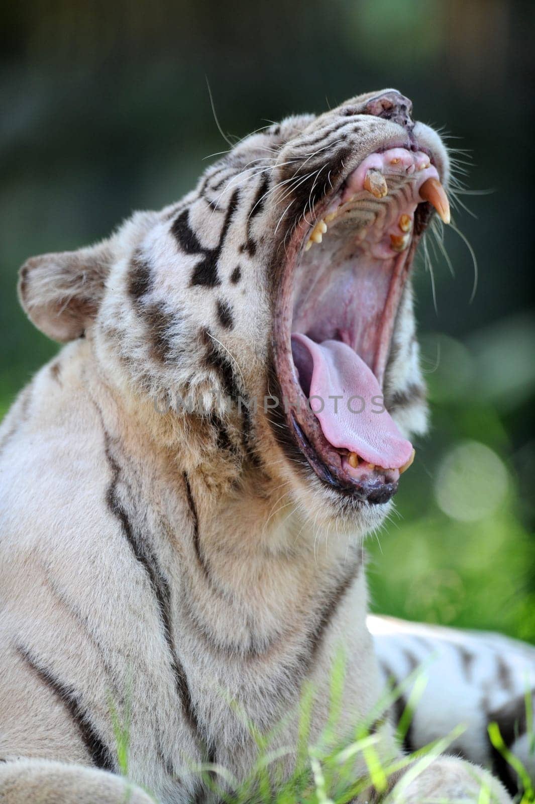 A close up shot of a white Tiger
