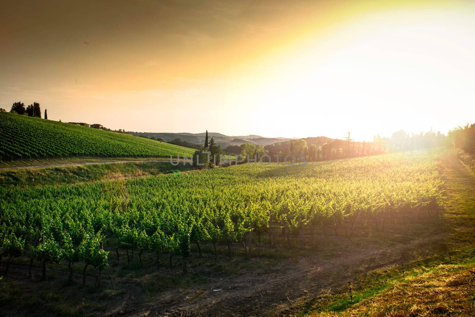 Vineyards in Tuscany. Farm house at sunset.