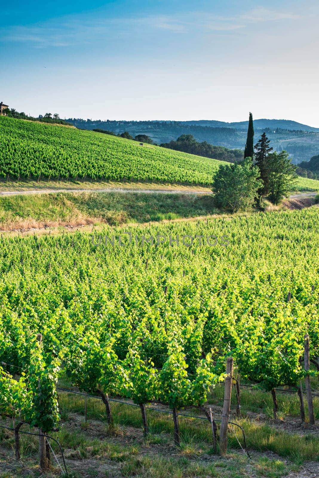 Vineyards in Tuscany. Farm house.