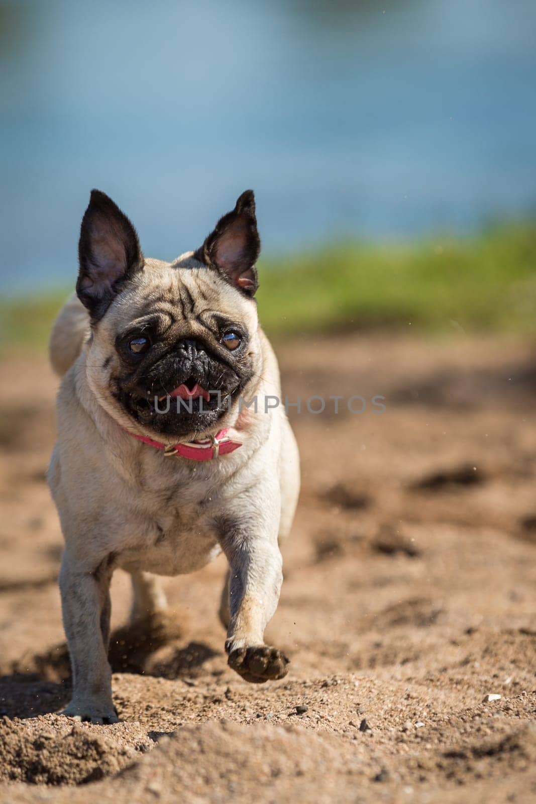 With full steam,the little pug enjoys every minute on the beach,back and forth that the sand only flies so.