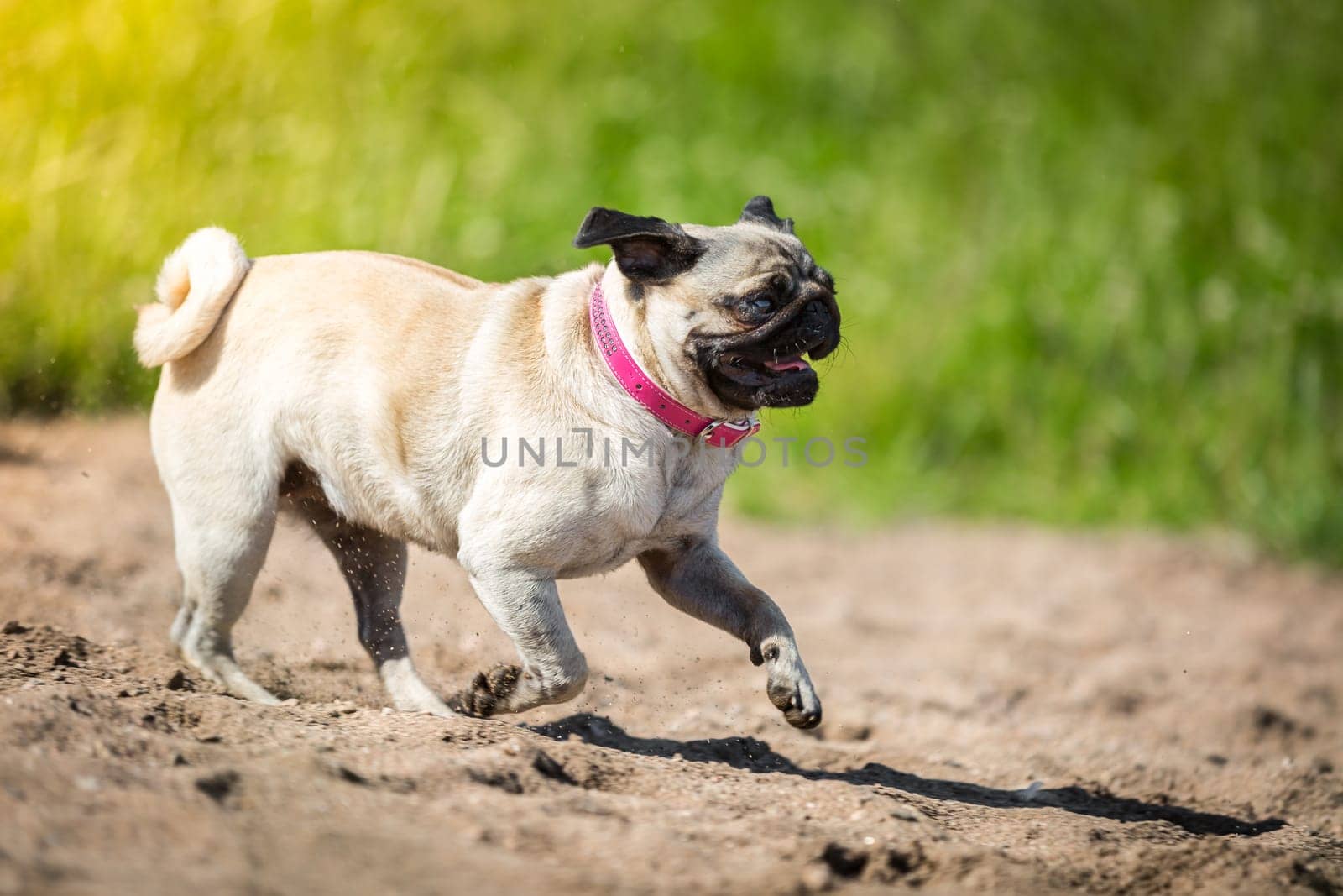 A little brown pug chases through the sand,with its bright pink collar.