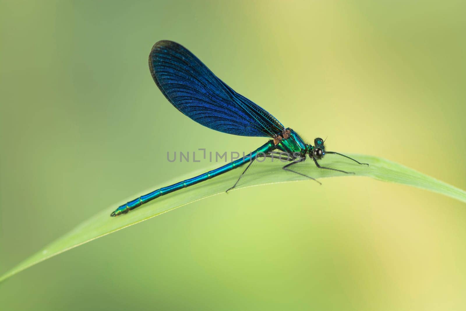 Blue-winged dragonfly