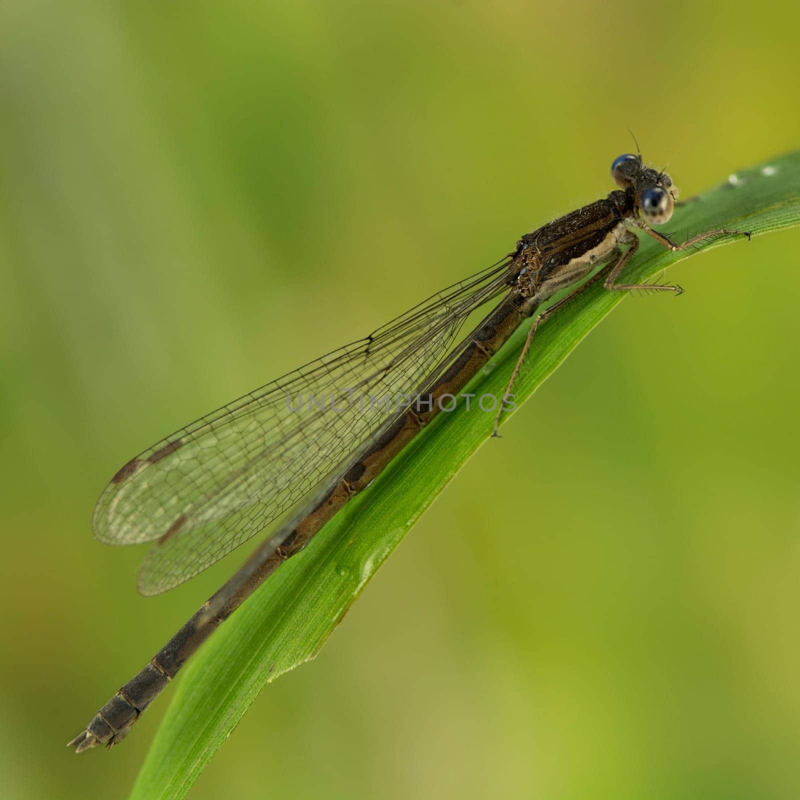 Winter dragonfly