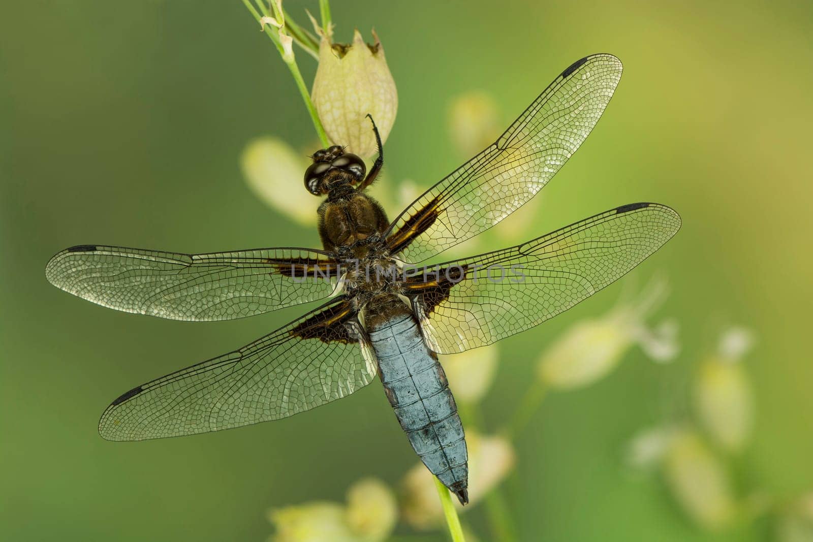 Flat-bellied dragonfly