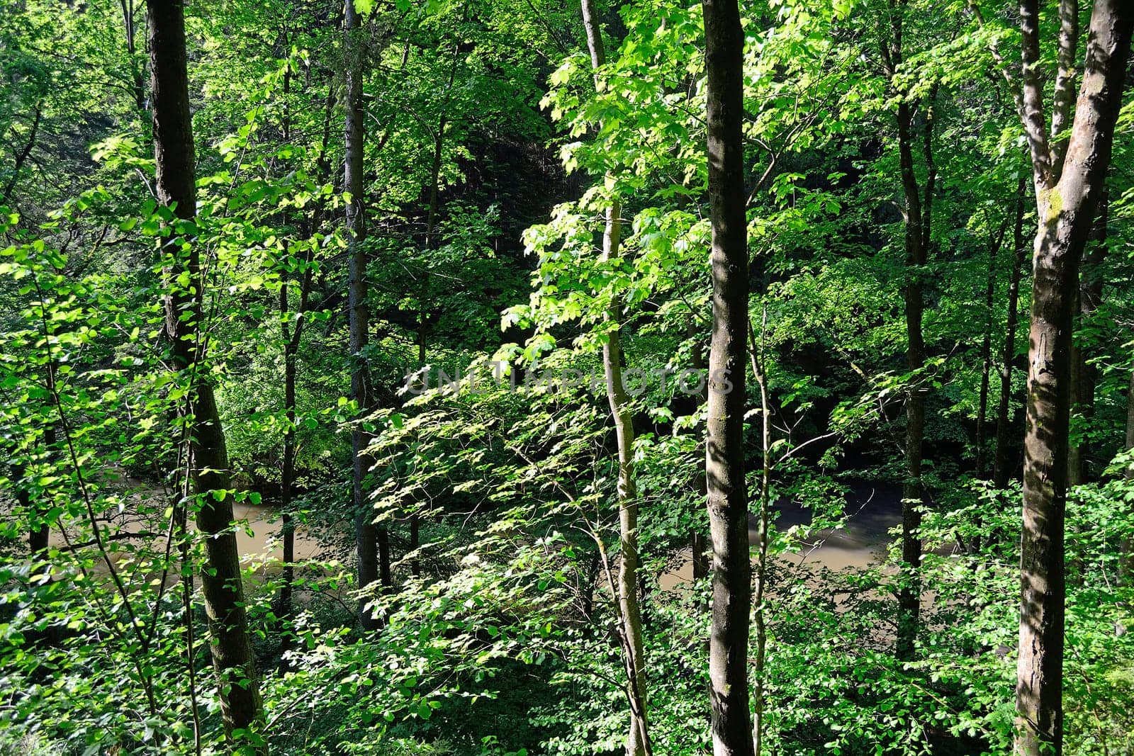 Forest river with rocky banks