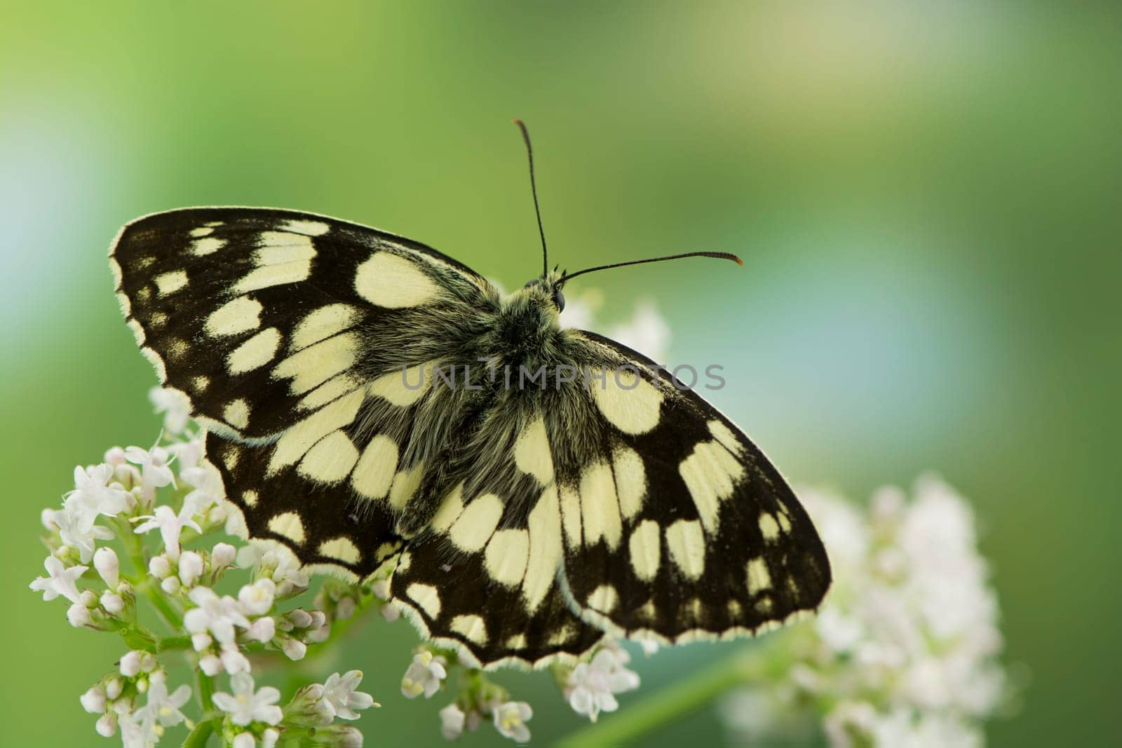 Chessboard butterfly
