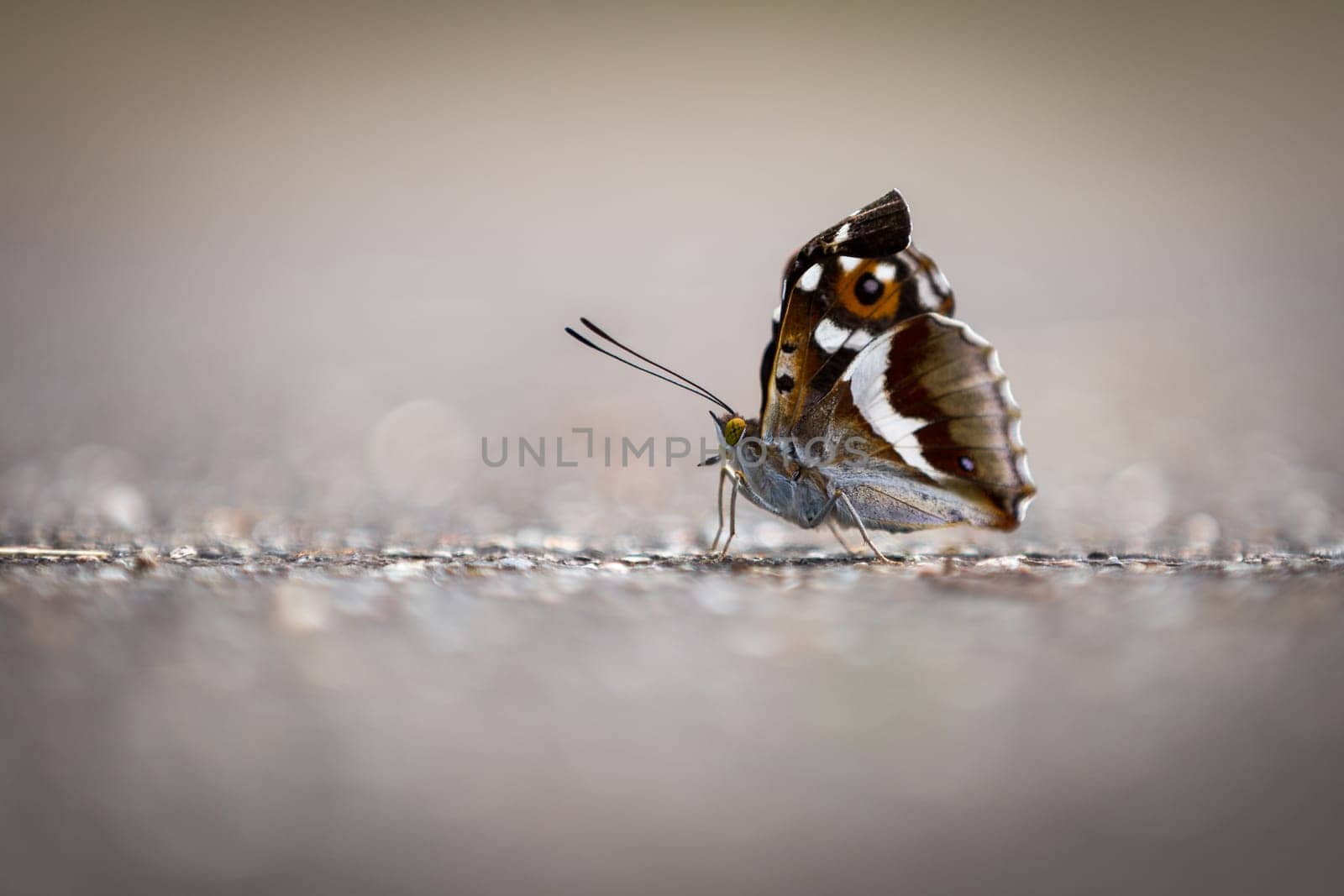 The little butterfly has sat down on the starling to sunbathe. The small butterfly is probably a day peacock's eye.