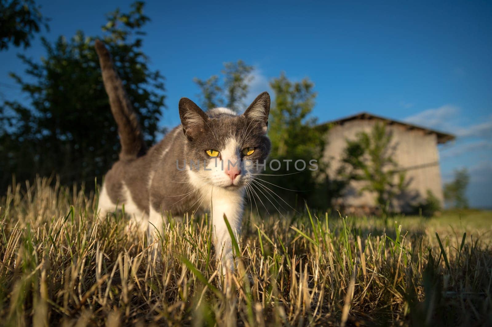Golden hour and an interested cat,this is how the mouse hunt must look from the point of view of a mouse.