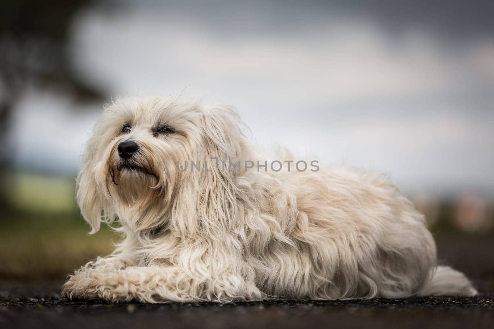 Little white long-haired Havanese rests a little on the star,but he always keeps his surroundings in view.