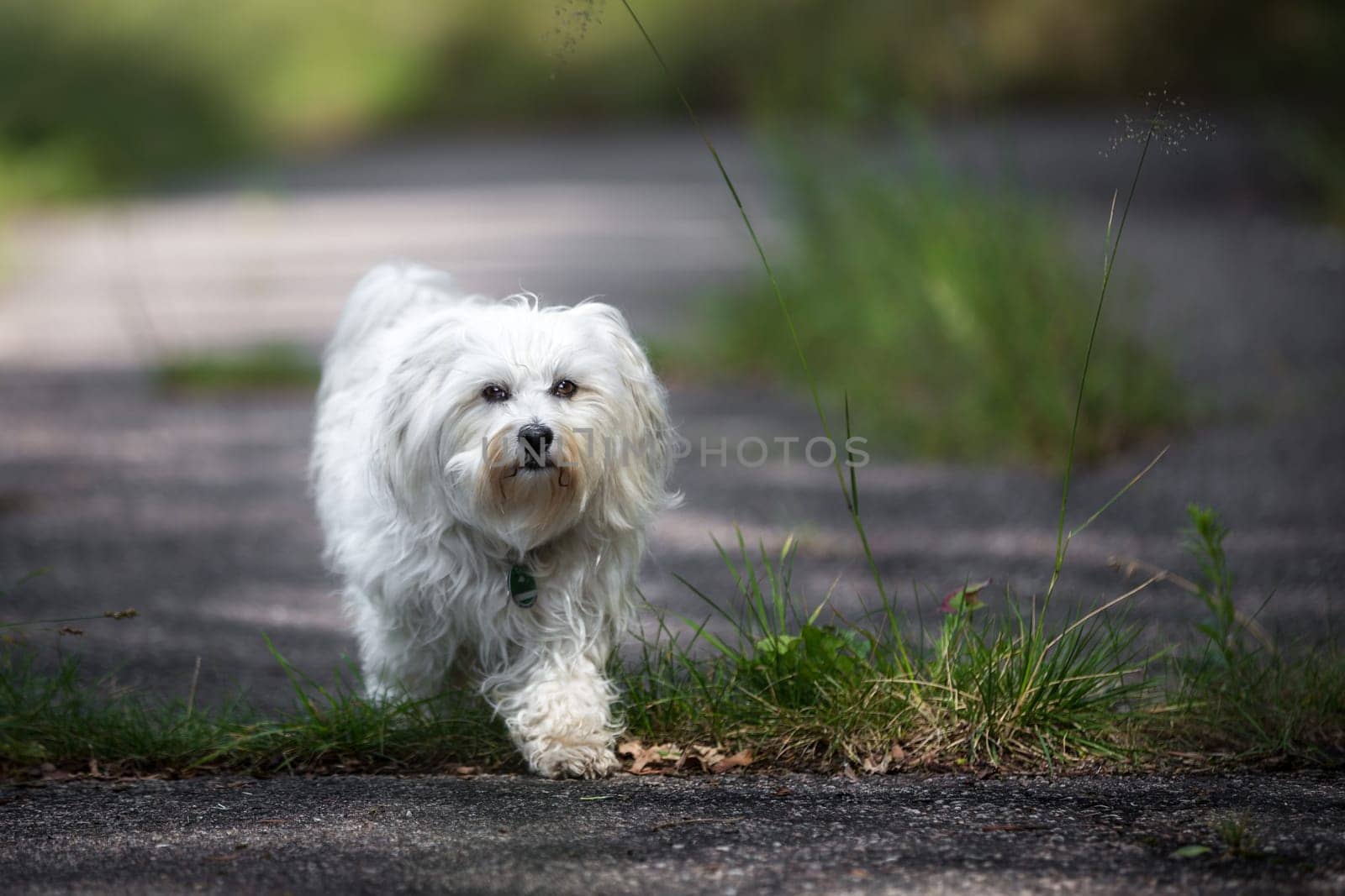 A small white Havanese walks leisurely across an old half-wild road and looks into the camera.