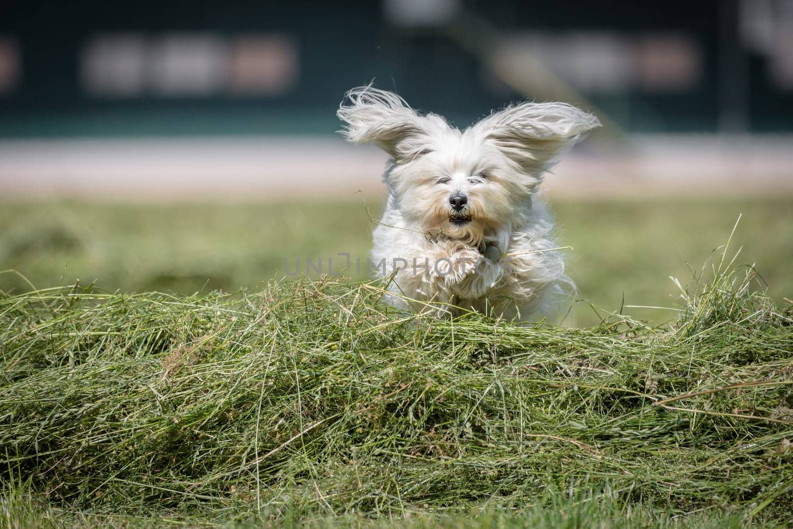 Little white Havanese jumps over freshly stacked house with exposed sail ears.