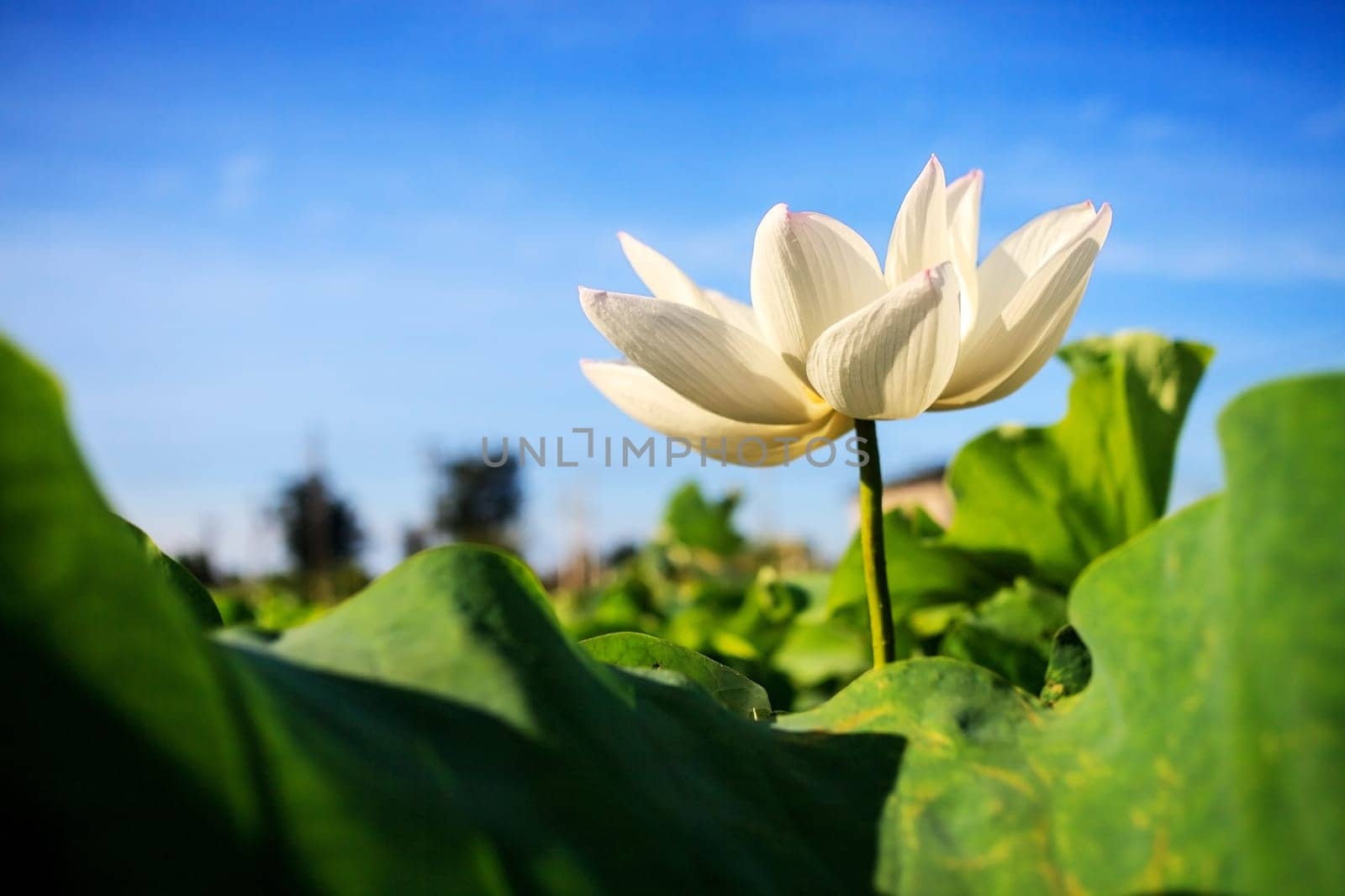 Closeup on lotus petal with copyspace for adv or others purpose use