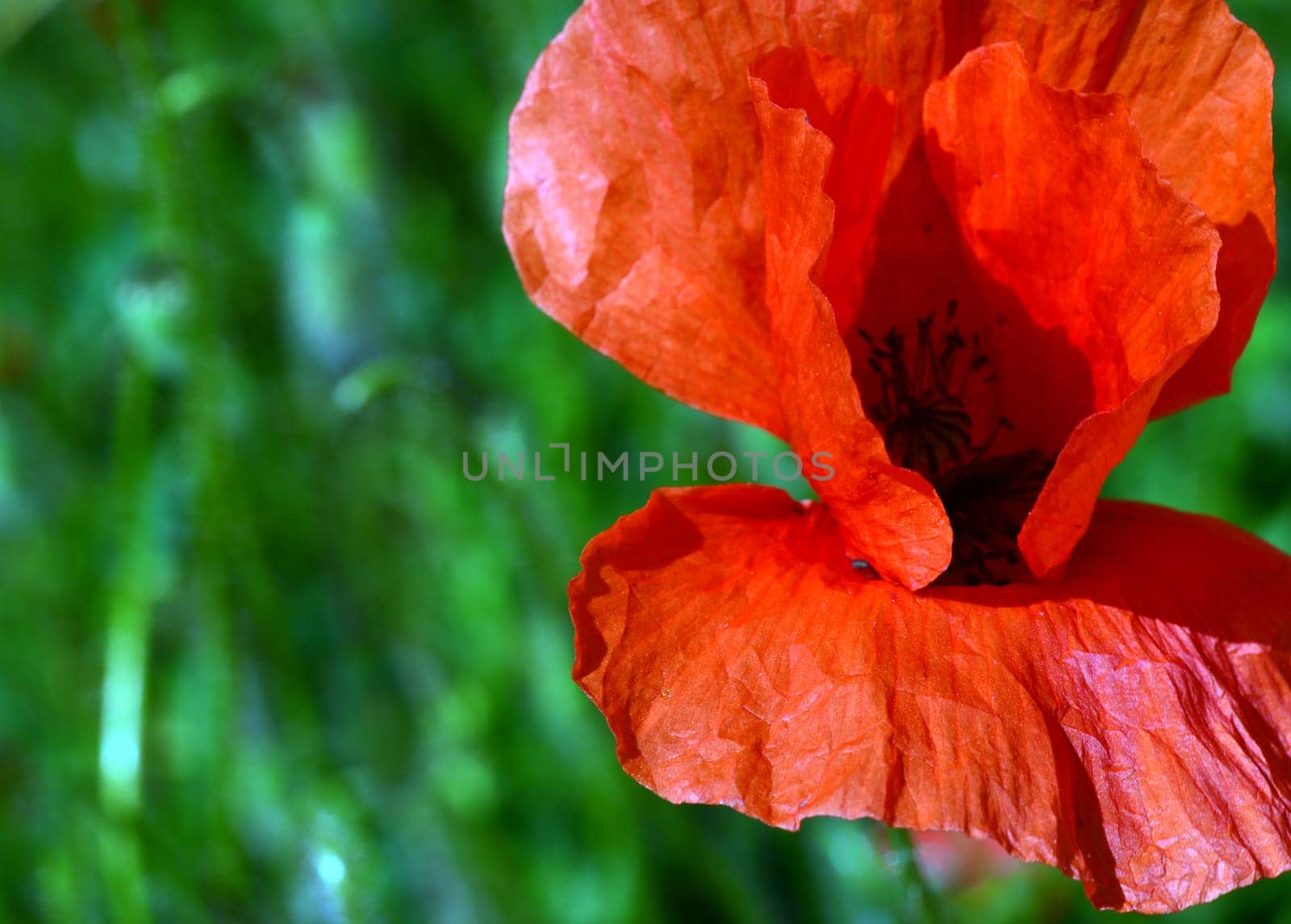 Poppy flower shows her face