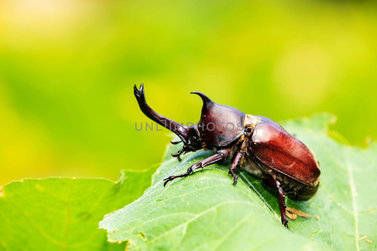 Rhinoceros beetle for adv or others purpose use