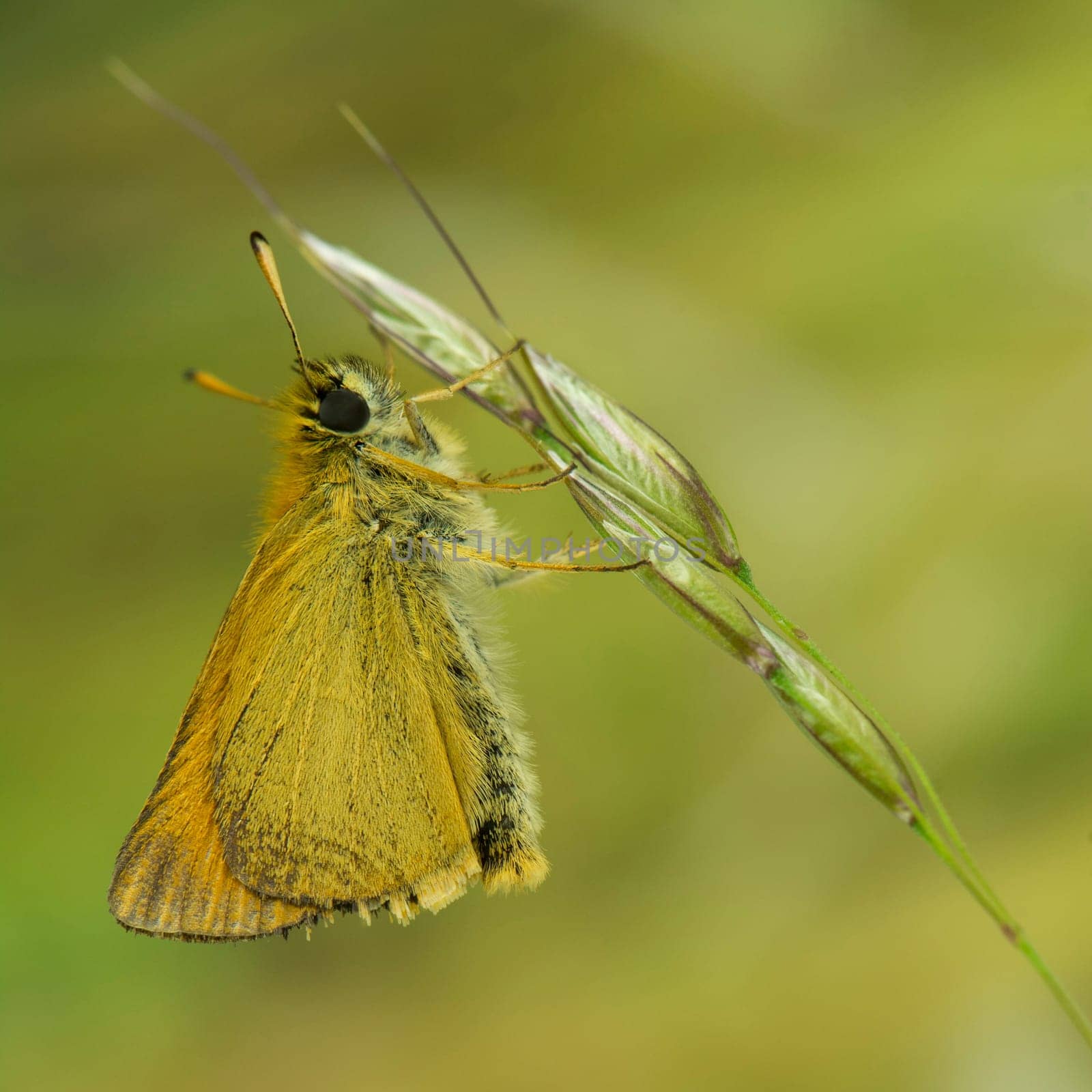 Okeryellow brown thick-headed butterfly
