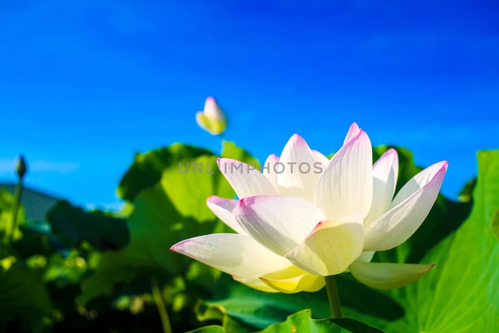 Closeup on lotus petal with copyspace for adv or others purpose use