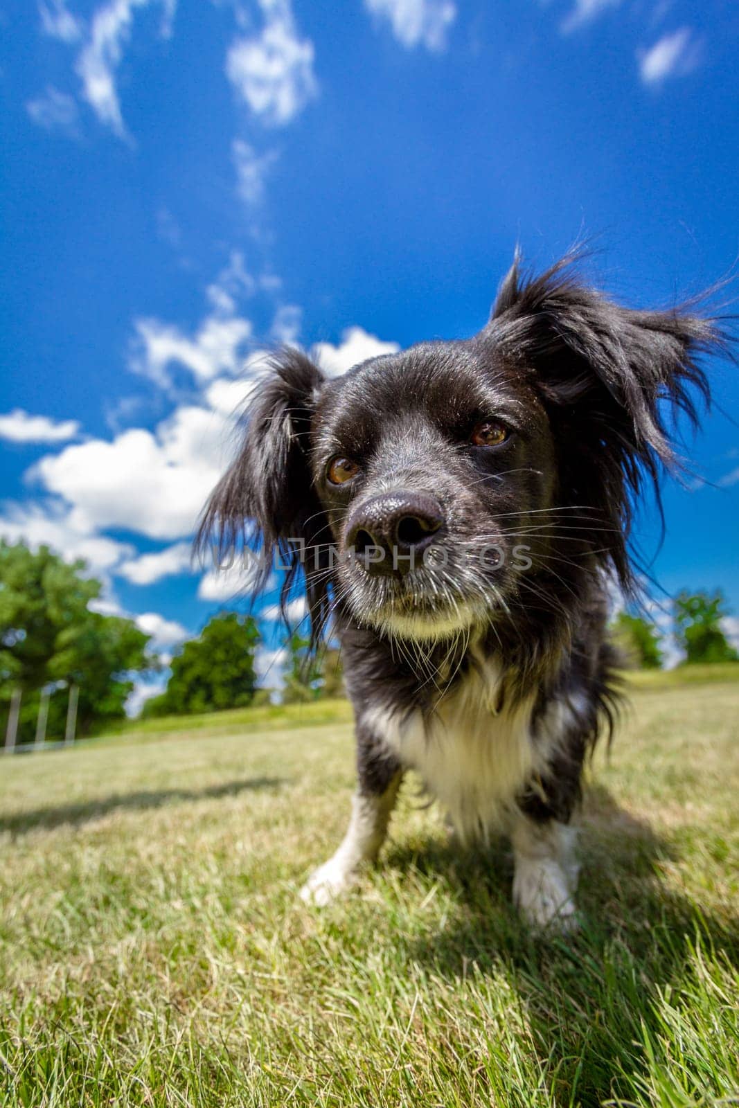 Little black mixed breed male is very curious and looks very closely what the photographer is doing. In the background a blue sky with clouds.