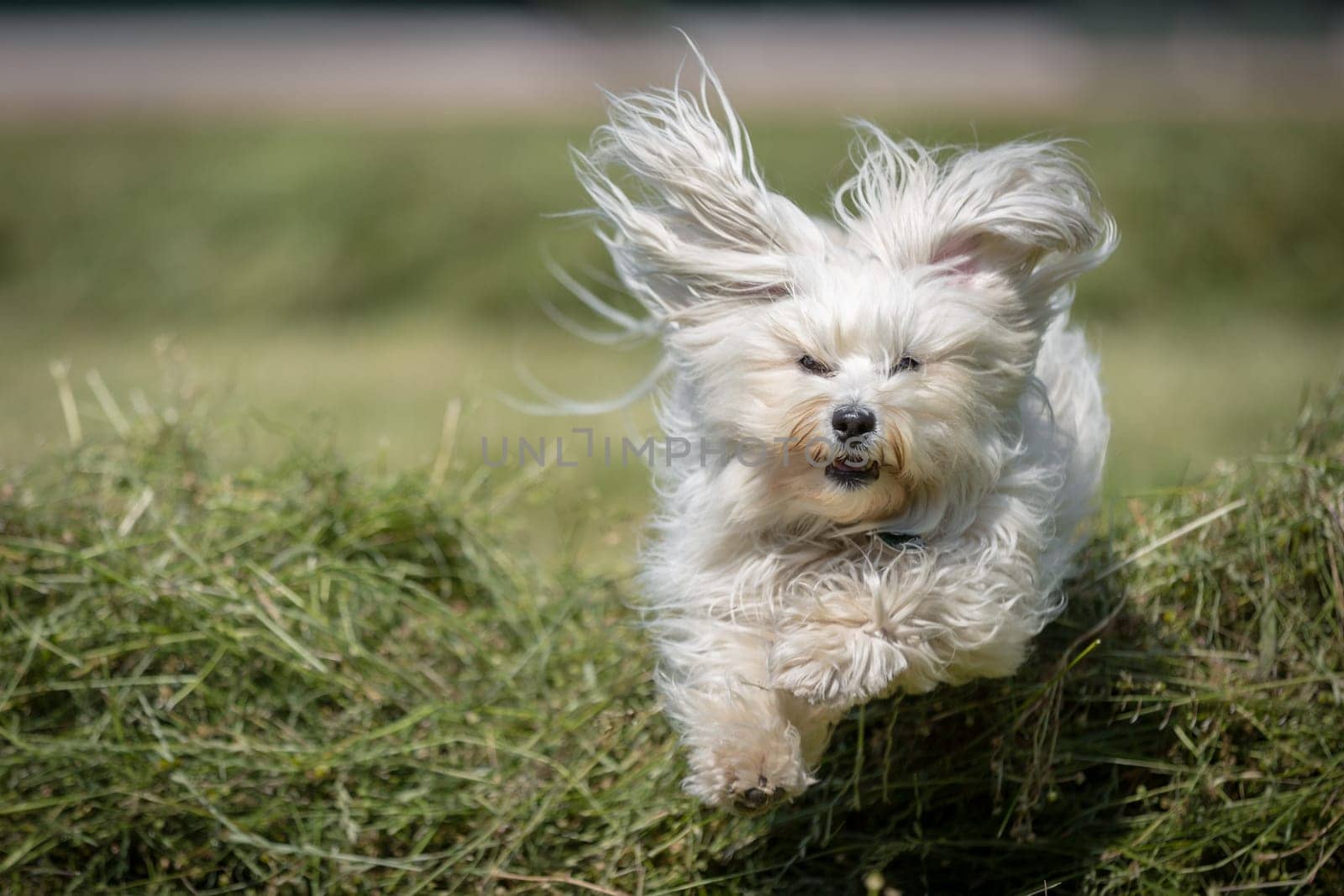 White longhair Havanese flies over stacked hay and looks directly into the camera.