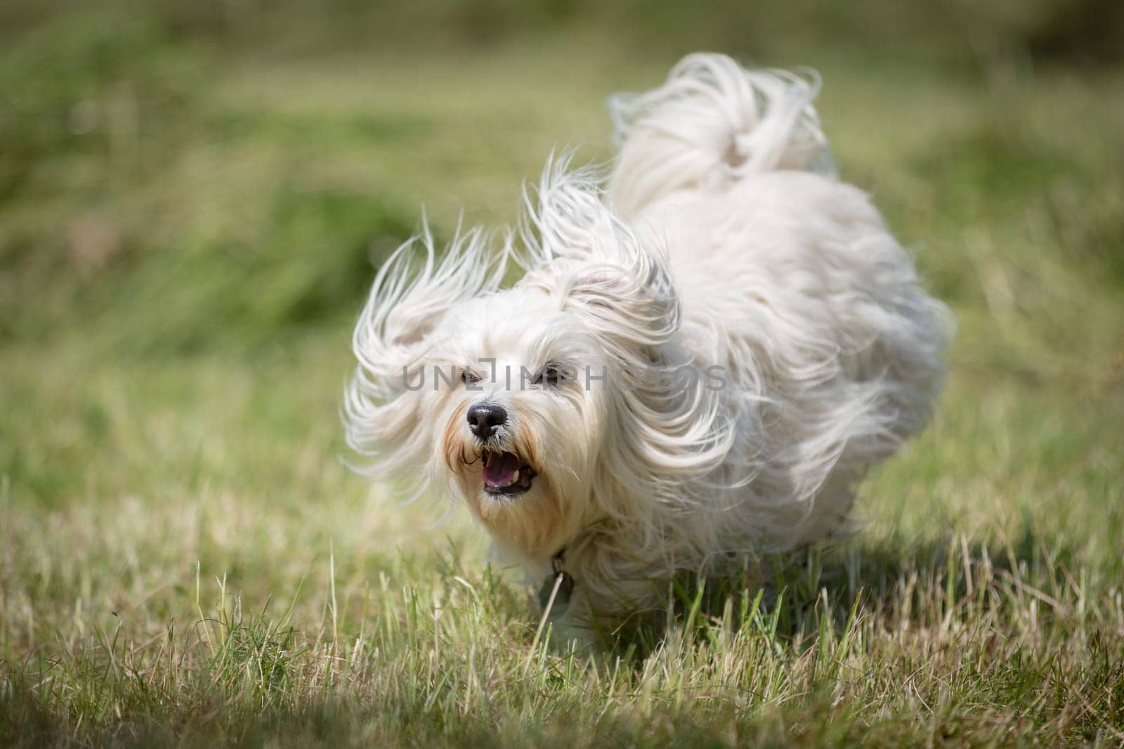 Little white Havanese quickly runs over a freshly mowed meadow.