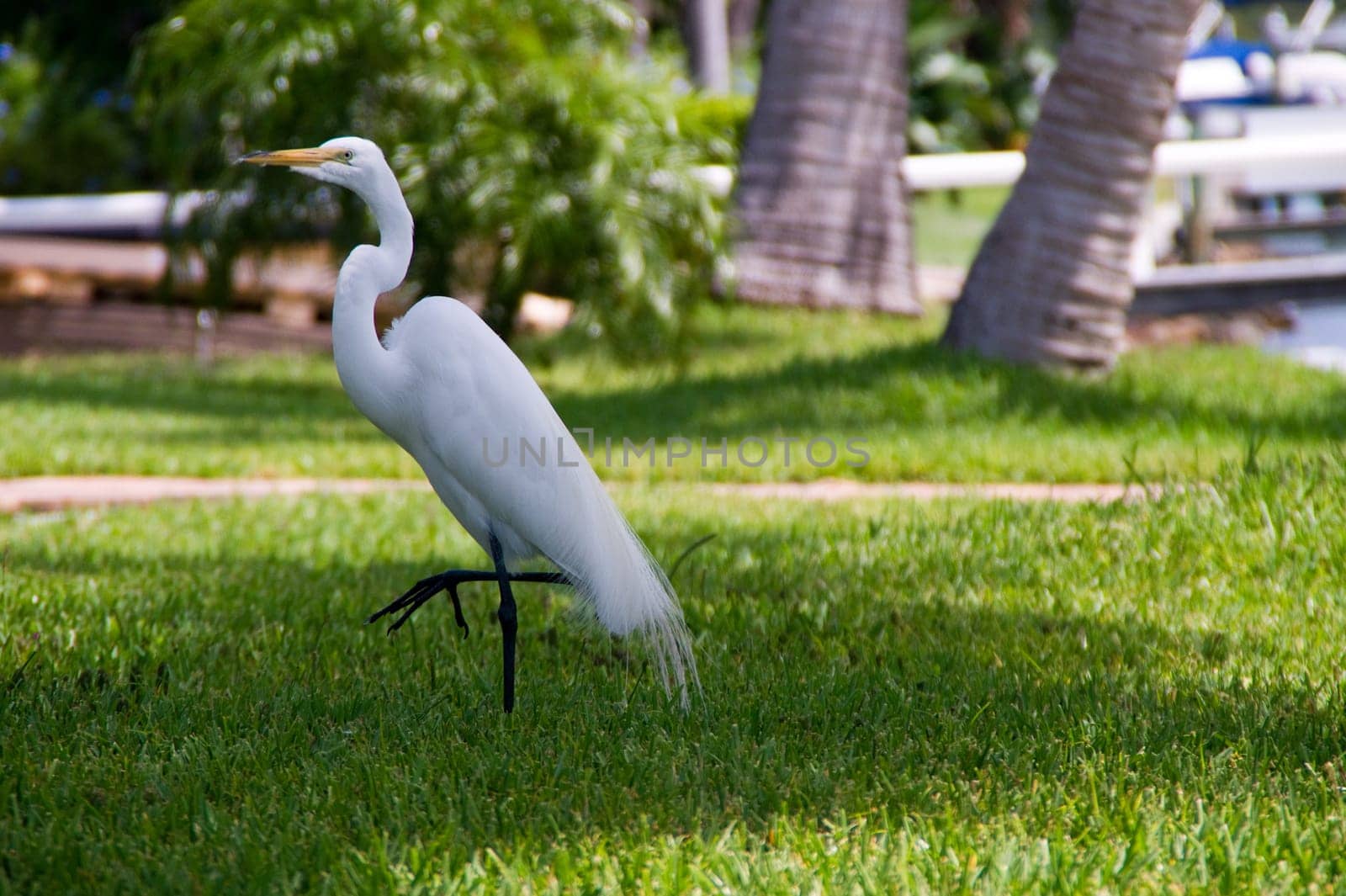 jewelry heron,heron,bird,white,yellow,feet,plumage,color,birds,feather dress,beak,pointed,genus,species,long,legs,stilt legs,beak-base,wetlands,Florida,Everglades,Sanibel,jewelry feathers,beach,shore,coast,sea,sandstran