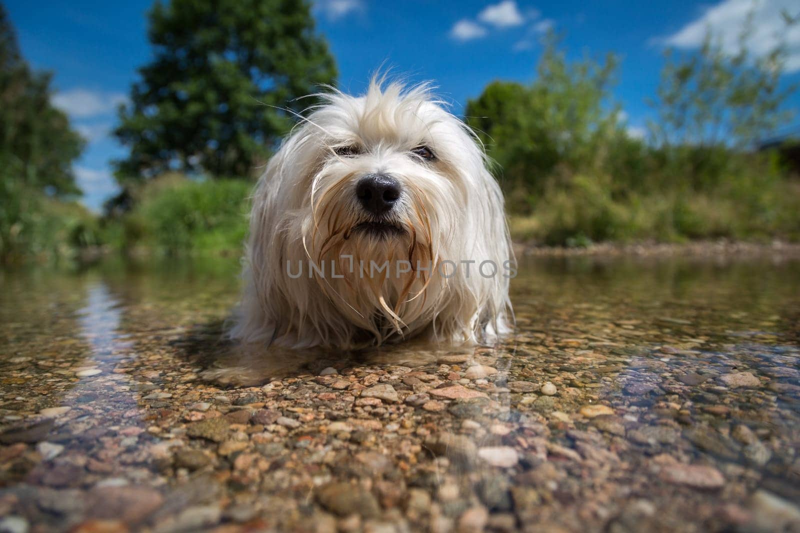 A white Havanese makes room in the water and cools down really hearty on a sunny warm day. Through the water you can see the pebbles and a pot plane water surface.