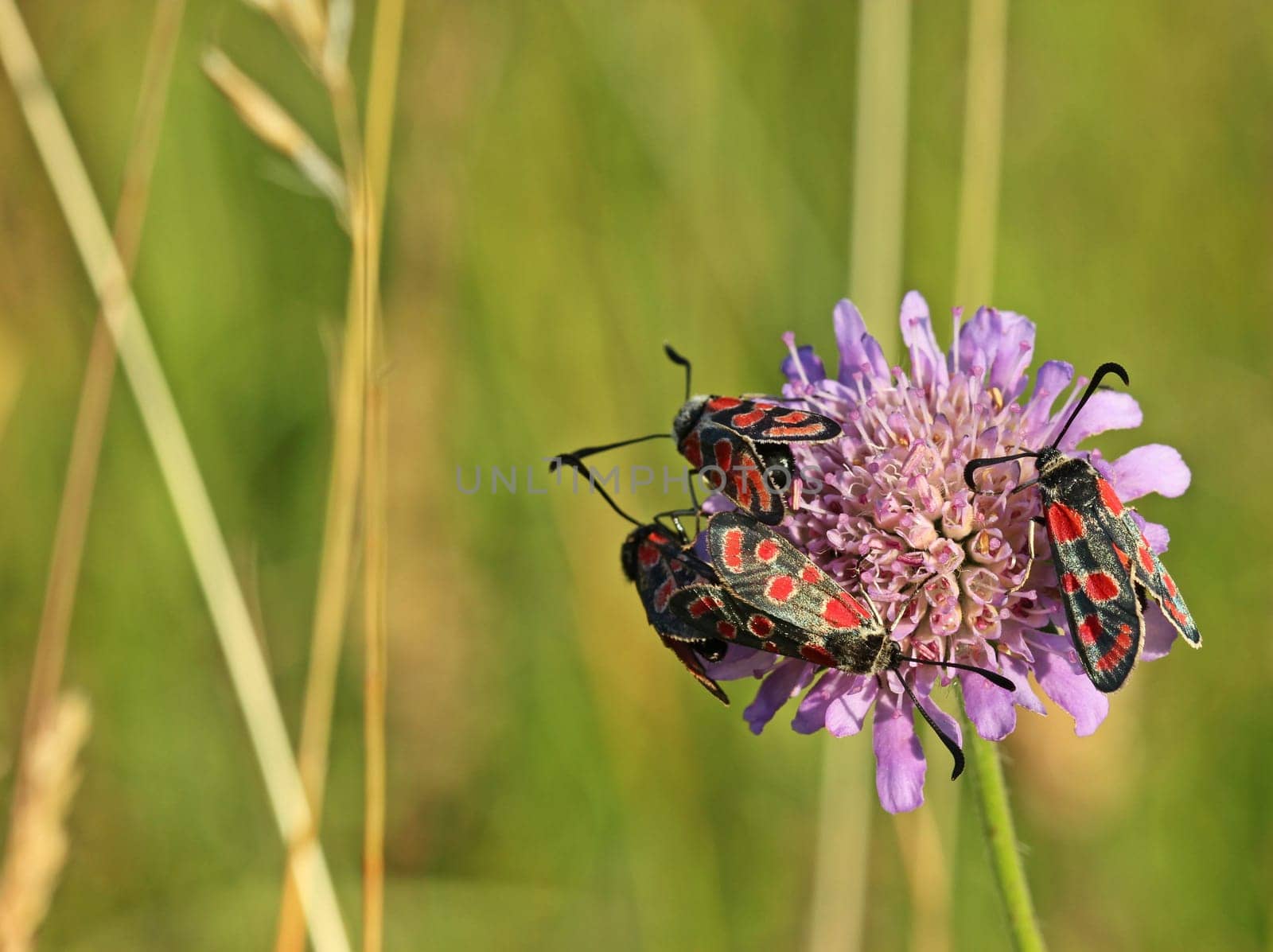Four Esparsettenwidderchen (Zygaena carniolica) on field-widow flower