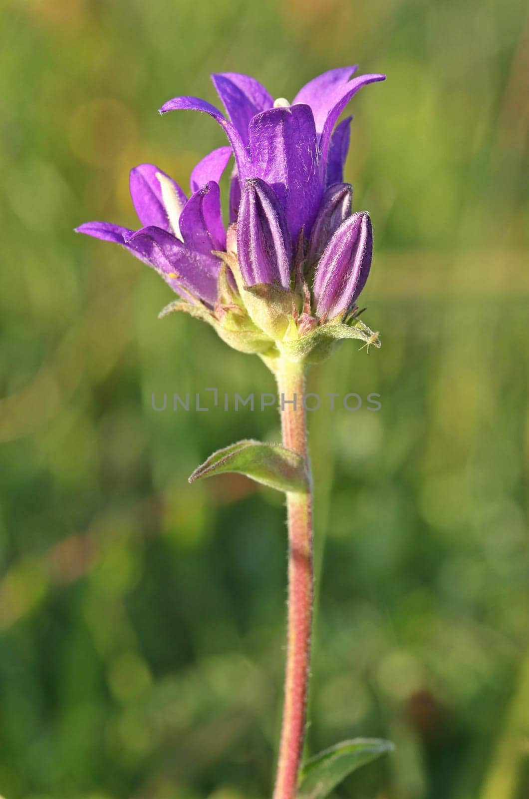 Ballbell bellflower (Campanula glomerata) with jumping tail