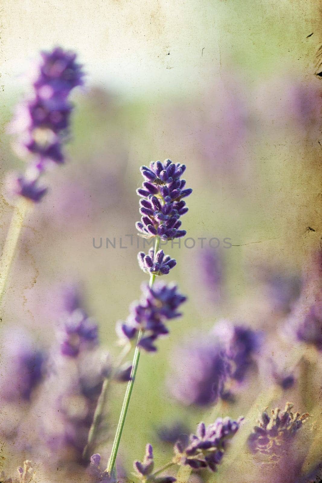 Lavender in the summer field