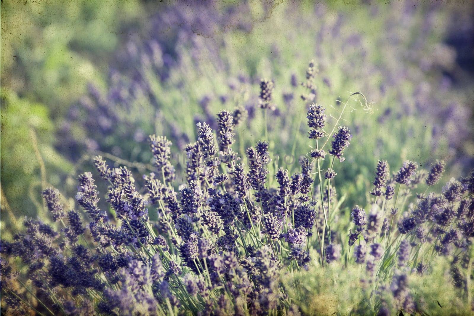 Lavender in the summer field