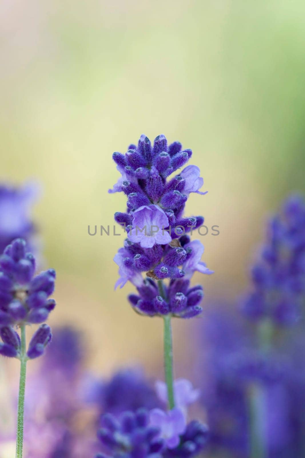 Lavender in the summer field