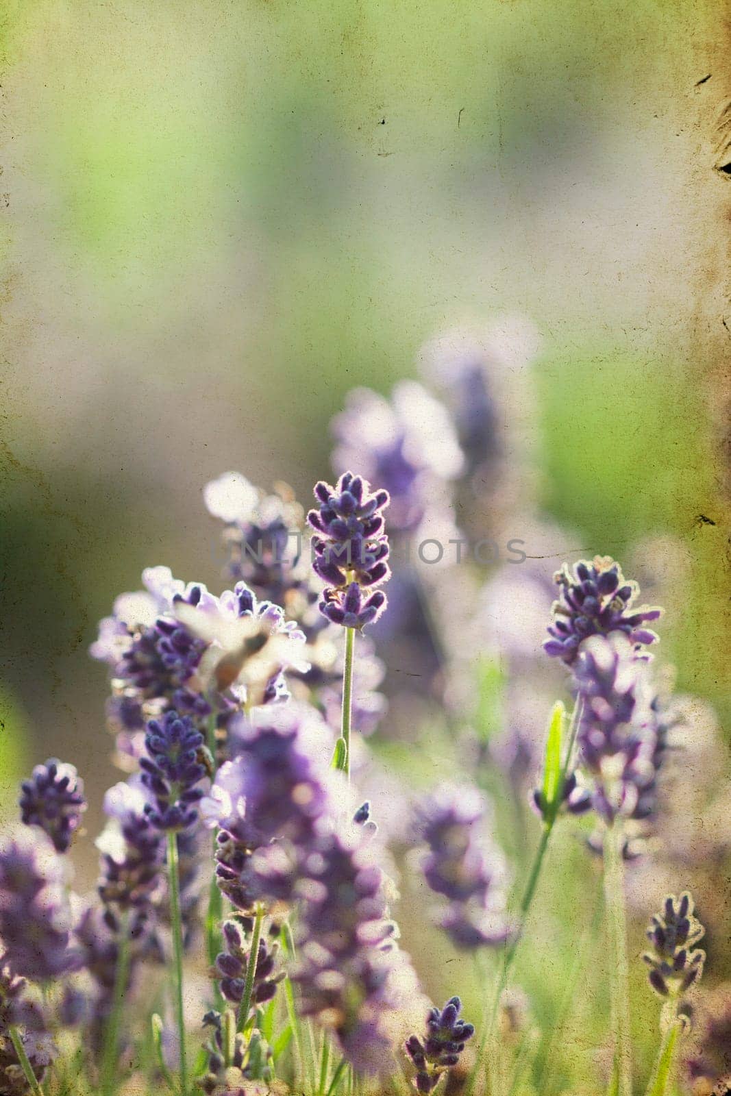 Lavender in the summer field