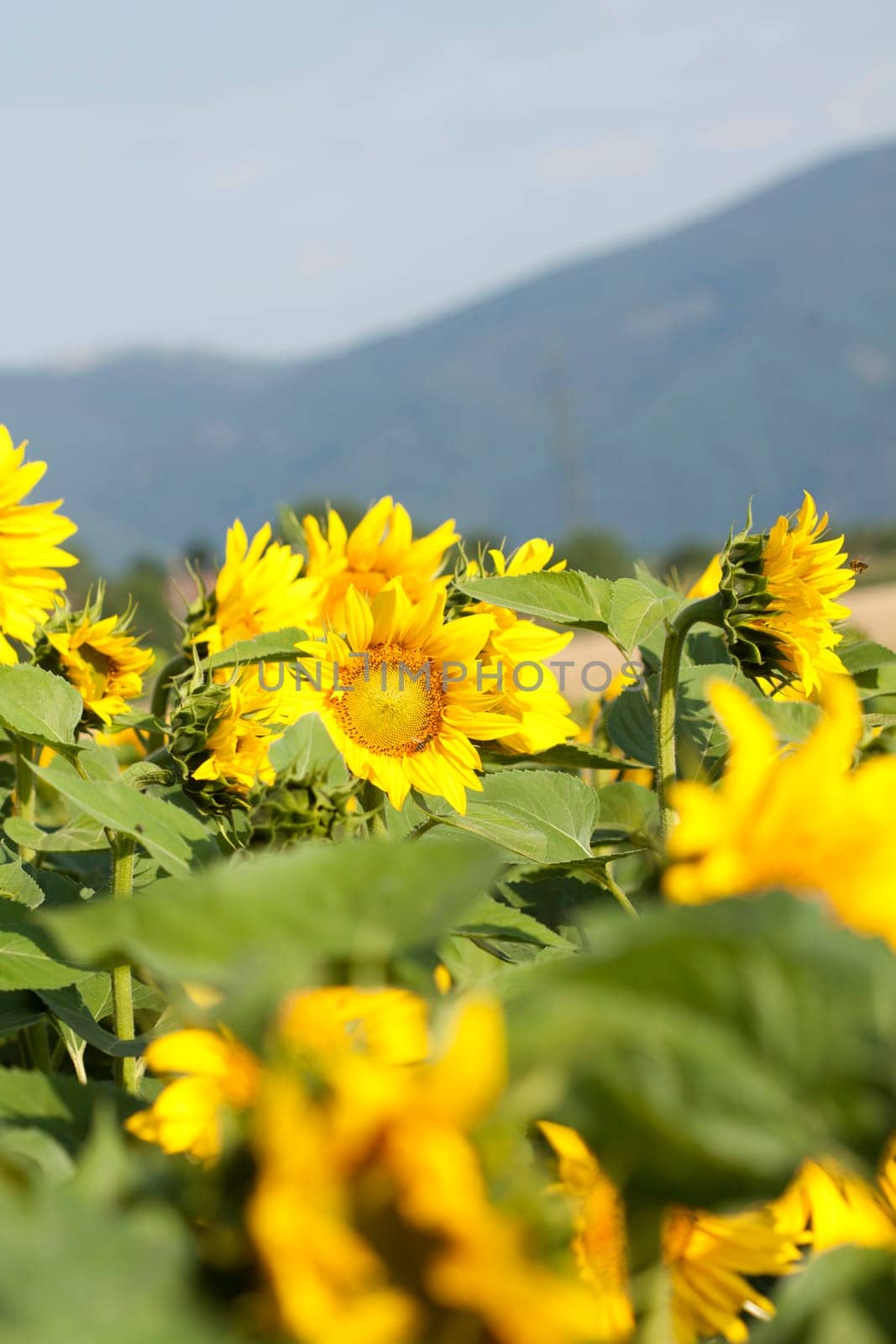 Vintage photo of blooming sunflower field