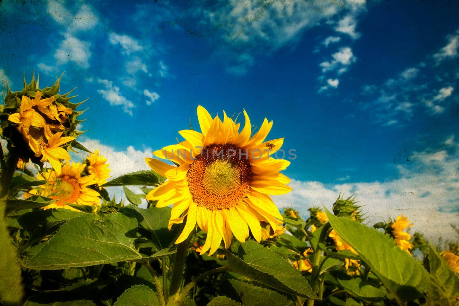 Vintage photo of blooming sunflower field