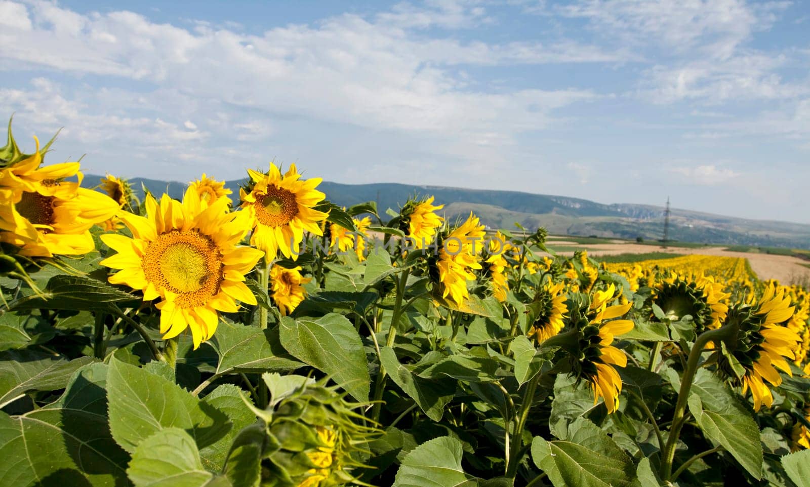 Vintage photo of blooming sunflower field
