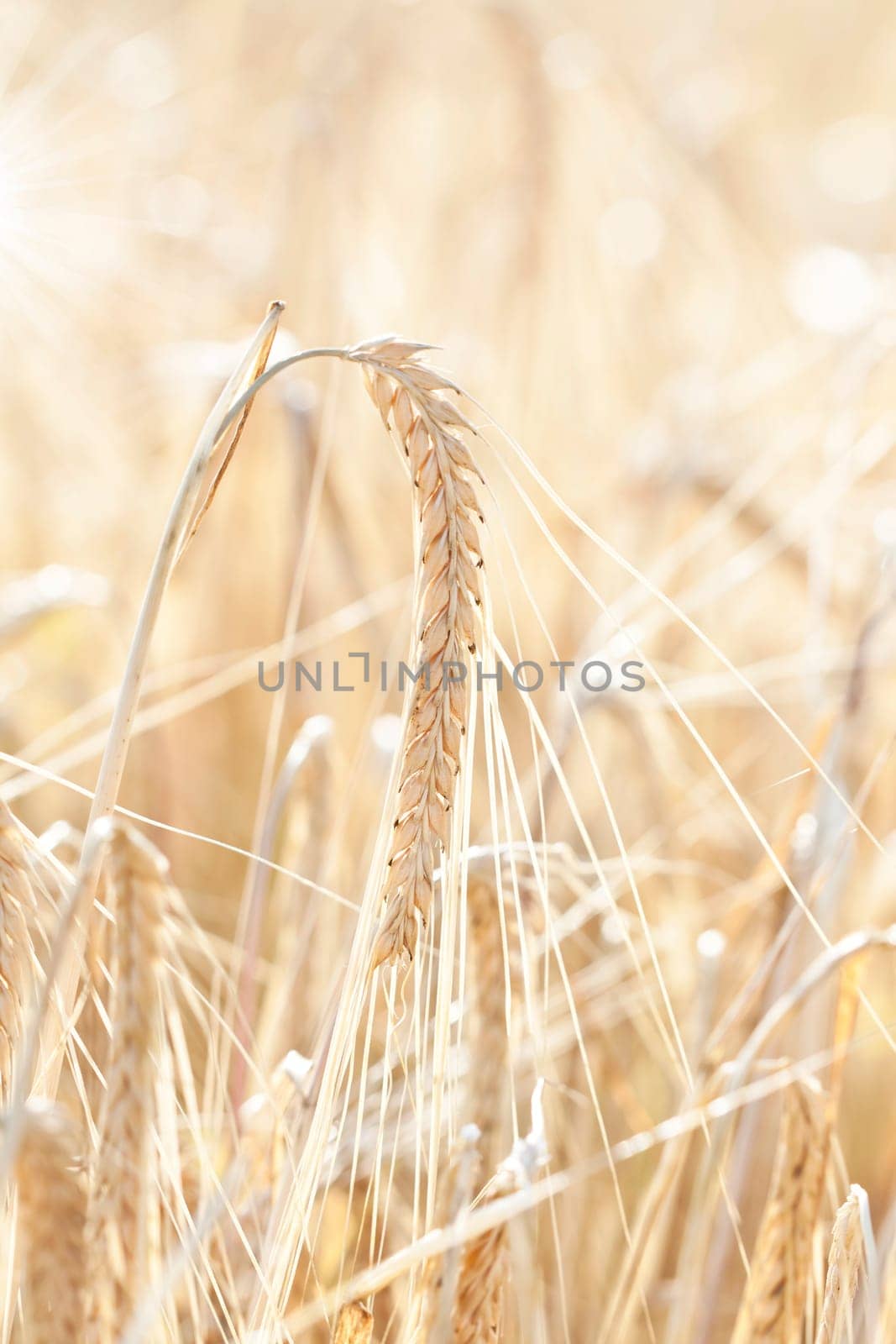 Ripe wheat sowing in the summer