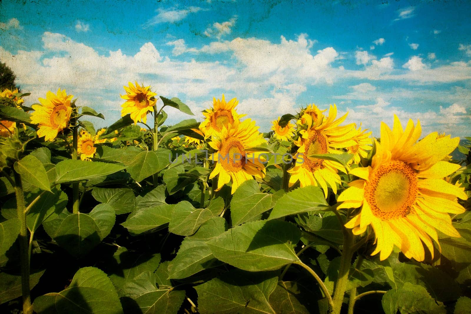 Vintage photo of blooming sunflower field