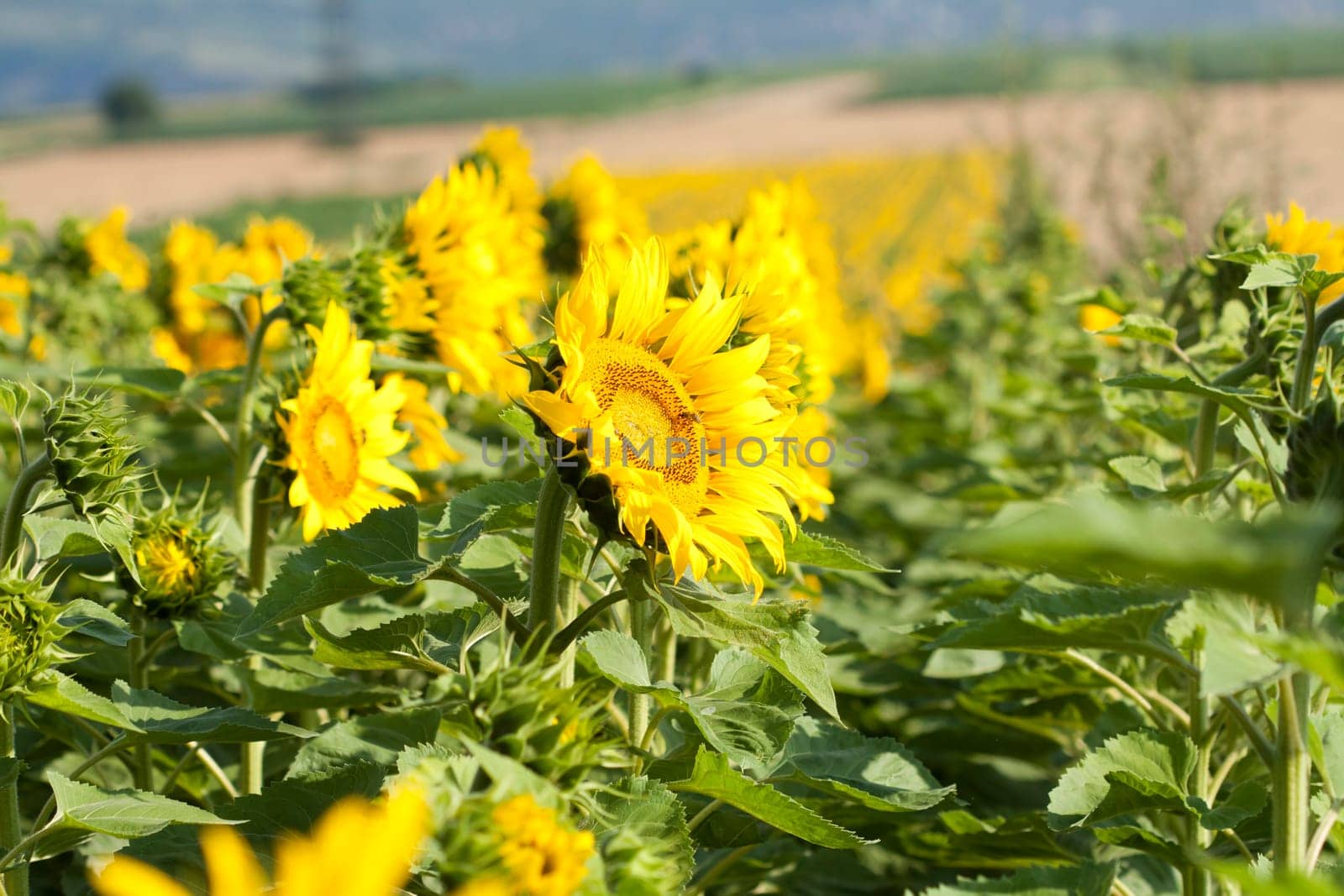 Vintage photo of blooming sunflower field