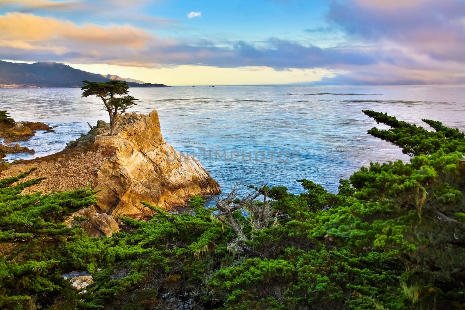 Lone Cypress Tree, 17 mile drive California