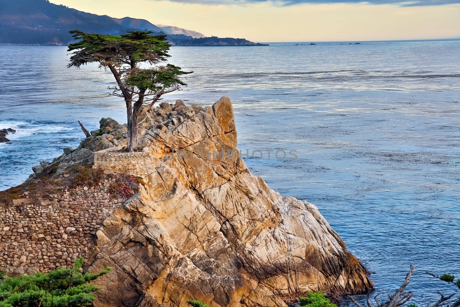 Lone Cypress Tree, 17 mile drive California