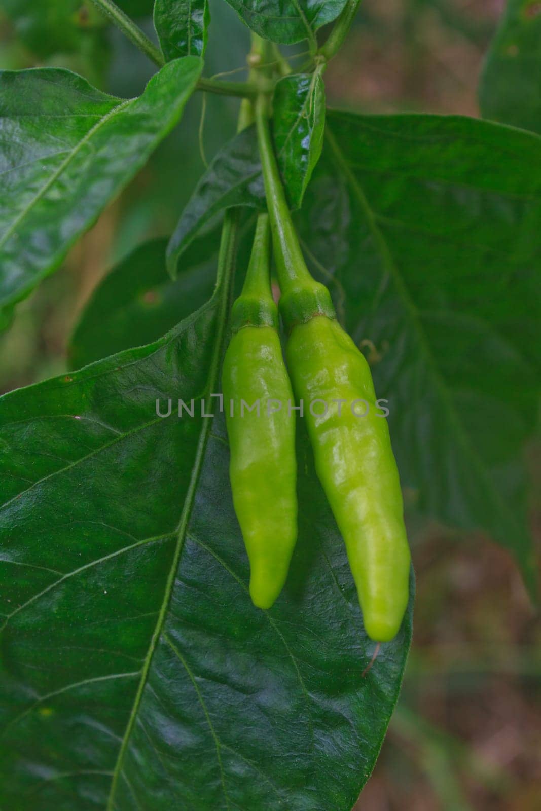 Fresh chillies growing in the vegetable garden,Thailand