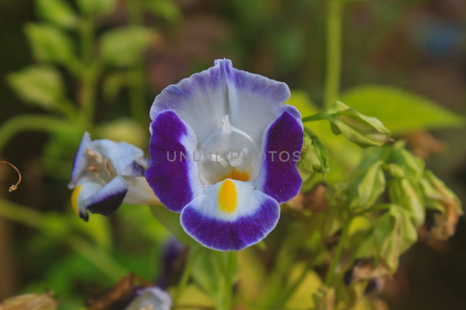 Torenia or Wishbone flowers, Bluewings in the garden or nature park
