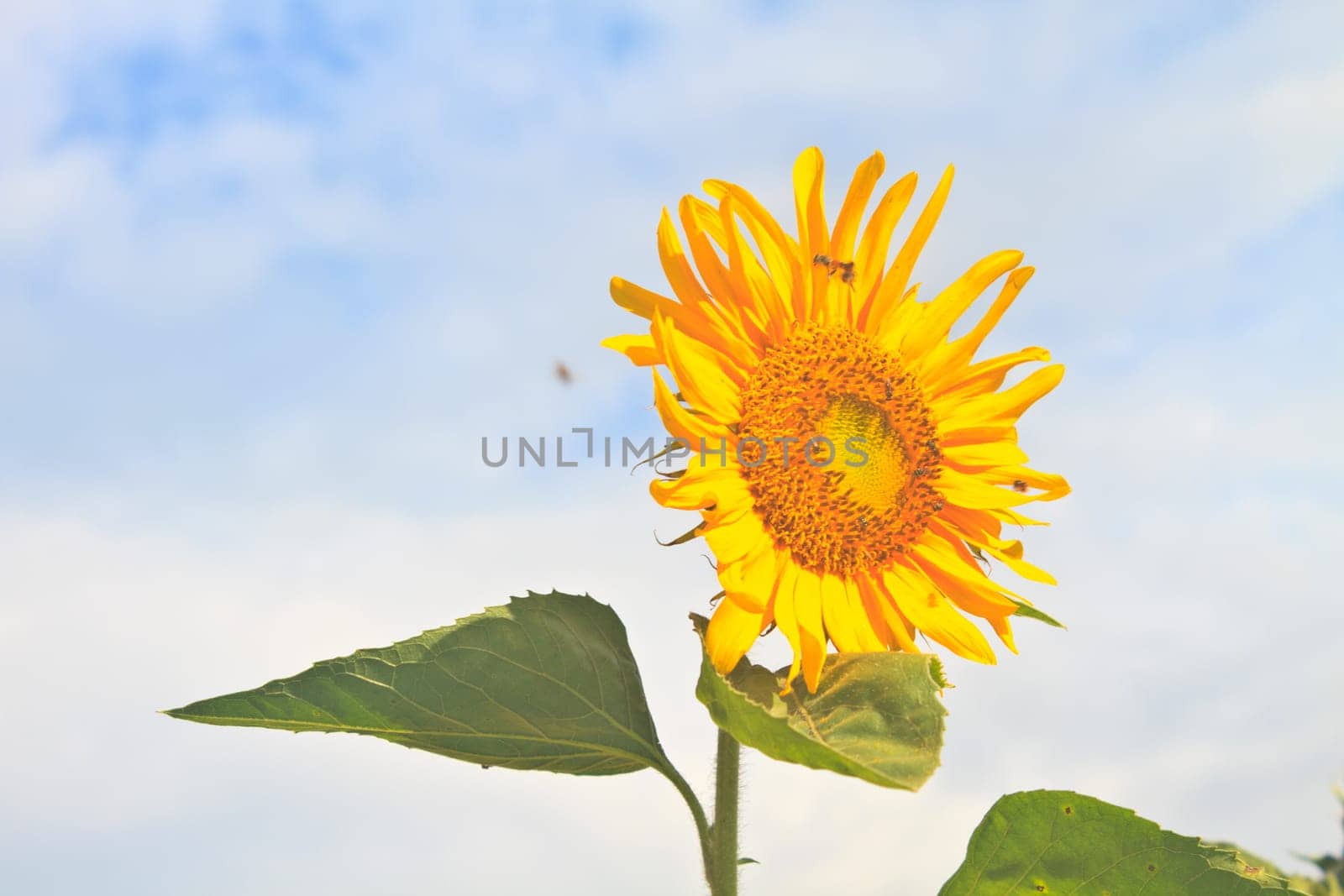 Landscape with beautiful sunflower in field and blue sky